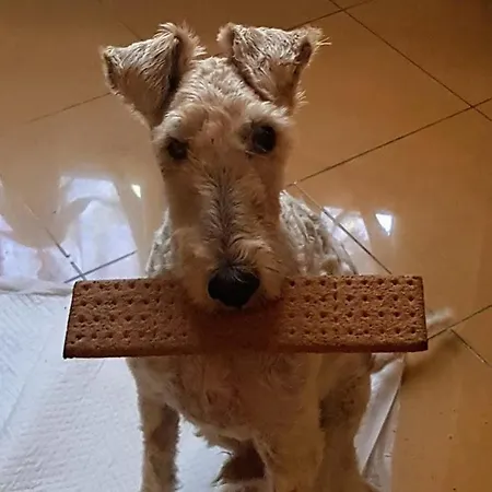 Casa Gialloblu Apartment Imperia