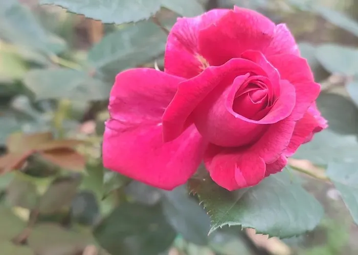 Casa Gialloblu Lägenhet