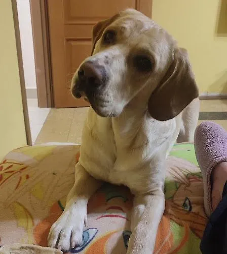 Casa Gialloblu Imperia