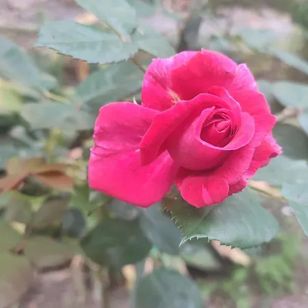 Casa Gialloblu Апартаменты