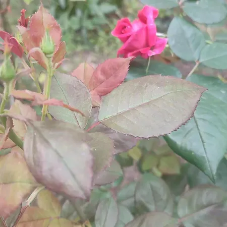 Appartement Casa Gialloblu *