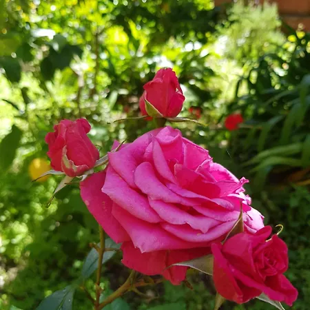 Casa Gialloblu Appartement Imperia