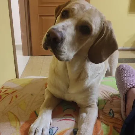 Casa Gialloblu Imperia