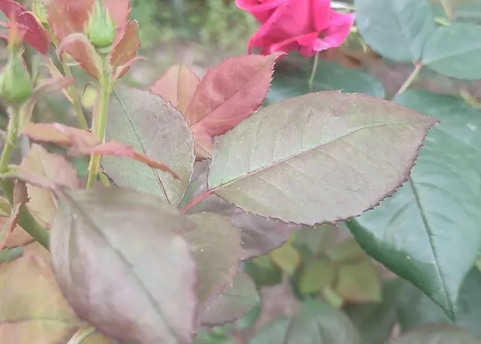 Διαμέρισμα Casa Gialloblu *