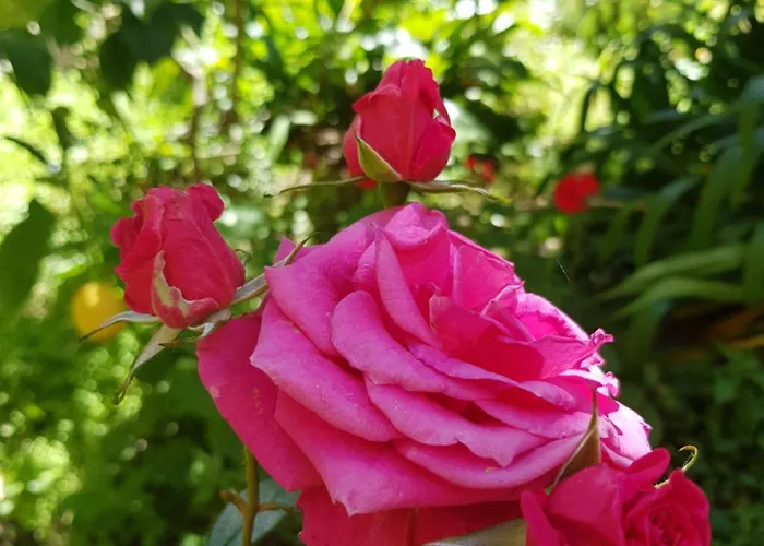 Casa Gialloblu Διαμέρισμα Imperia